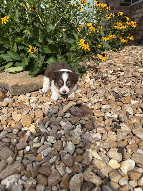 Puppy 2 – Miniature Australian Shepherd puppy for sale in Oakdale, LA
