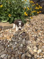 Puppy 2, a male Miniature Australian Shepherd for sale in Oakdale, LA – 1 of 5