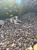 Puppy 4, a male Miniature Australian Shepherd for sale in Oakdale, LA – 7 of 7