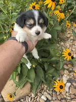 Puppy 3, a female Miniature Australian Shepherd for sale in Oakdale, LA – 3 of 6