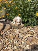 Puppy 1, a male Miniature Australian Shepherd for sale in Oakdale, LA – 2 of 9