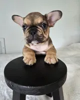 Nash, a male French Bulldog for sale in Oneida, TN – 4 of 5