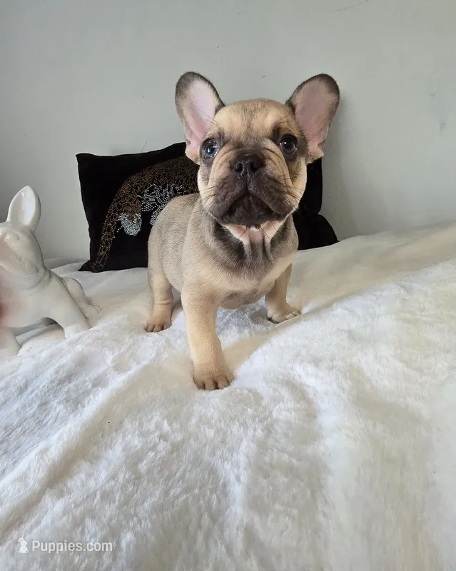 Carter – French Bulldog puppy for sale in Oneida, TN