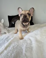 Carter, a male French Bulldog for sale in Oneida, TN – 6 of 6