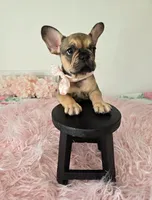 Oakley, a female French Bulldog for sale in Oneida, TN – 3 of 5