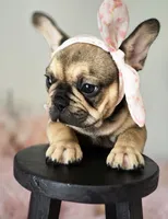 Oakley, a female French Bulldog for sale in Oneida, TN – 2 of 5