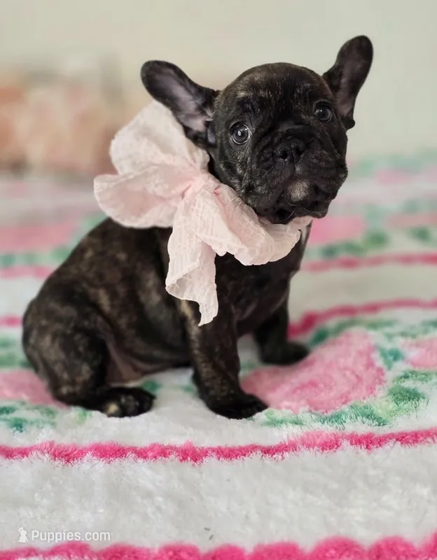 Kitty – French Bulldog puppy for sale in Oneida, TN