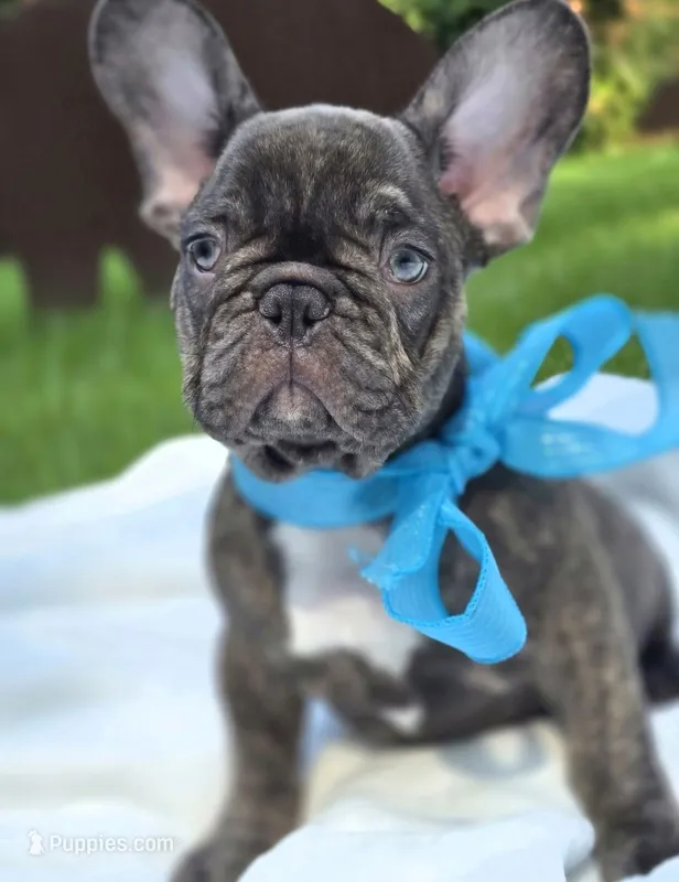 Wyatt – French Bulldog puppy for sale in Oneida, TN