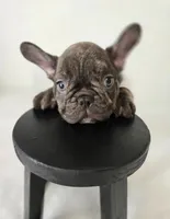 Wyatt, a male French Bulldog for sale in Oneida, TN – 3 of 3