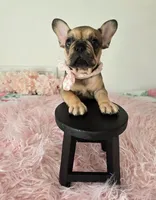 Oakley, a female French Bulldog for sale in Oneida, TN – 4 of 5