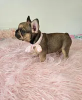 Oakley, a female French Bulldog for sale in Oneida, TN – 5 of 5