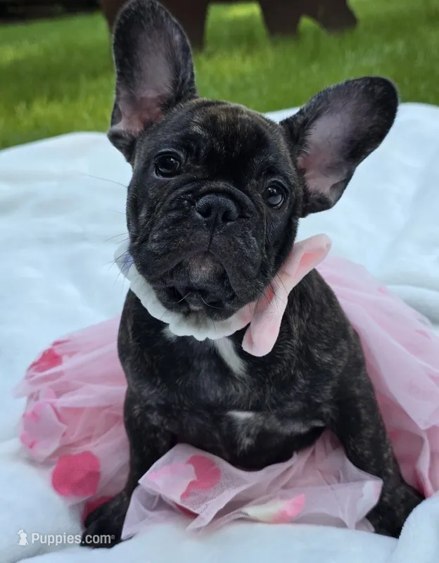 Kitty – French Bulldog puppy for sale in Oneida, TN