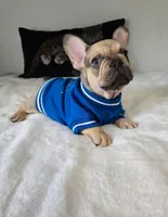 Carter, a male French Bulldog for sale in Oneida, TN – 2 of 6