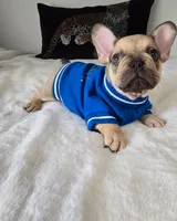 Carter, a male French Bulldog for sale in Oneida, TN – 1 of 6
