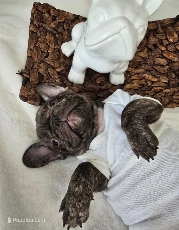 Wyatt – French Bulldog puppy for sale in Oneida, TN