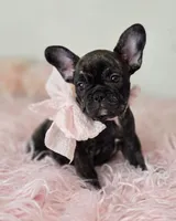 Kitty, a female French Bulldog for sale in Oneida, TN – 1 of 4