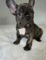 Wyatt, a male French Bulldog for sale in Oneida, TN – 2 of 3