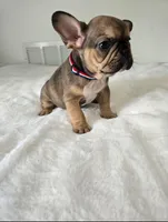 Nash, a male French Bulldog for sale in Oneida, TN – 5 of 5