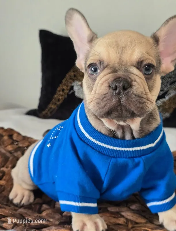Carter – French Bulldog puppy for sale in Oneida, TN