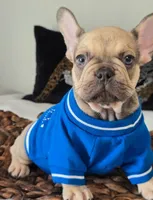 Carter, a male French Bulldog for sale in Oneida, TN – 4 of 6