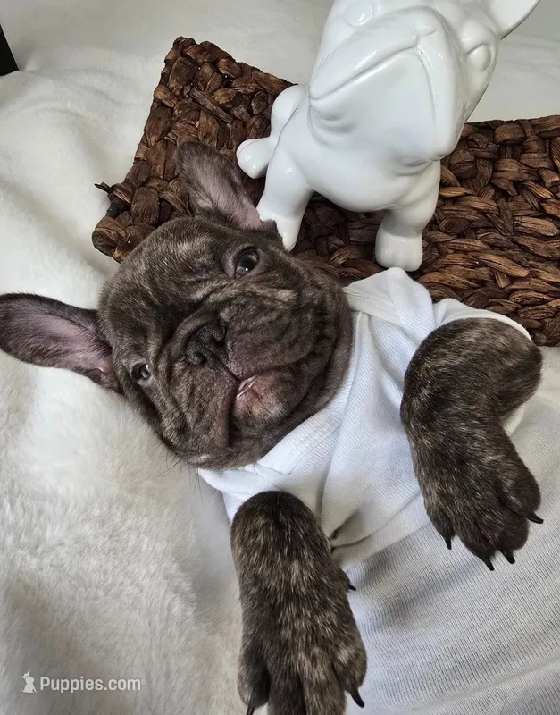 Wyatt – French Bulldog puppy for sale in Oneida, TN