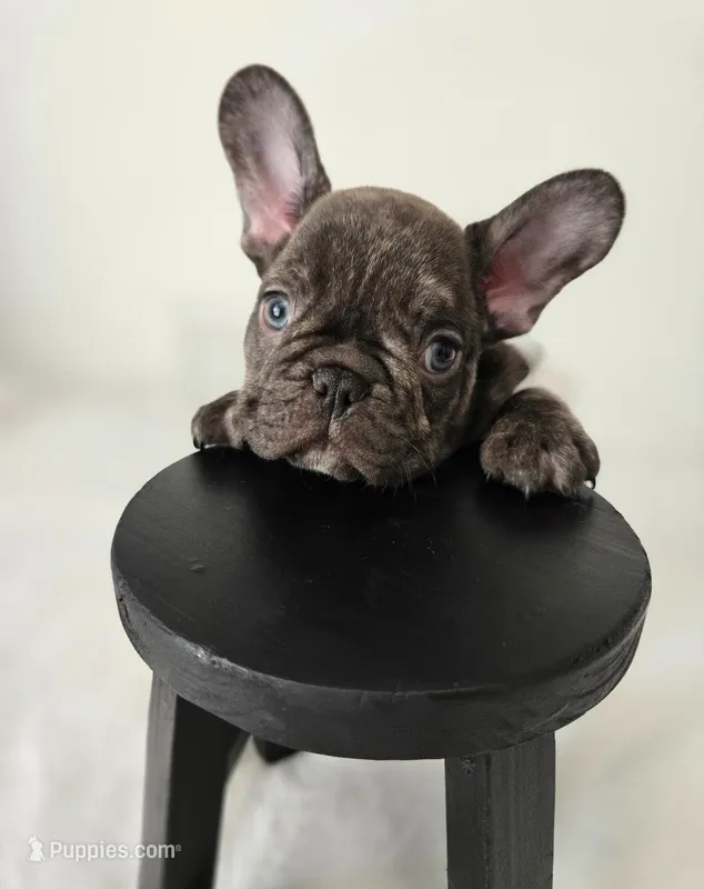 Wyatt – French Bulldog puppy for sale in Oneida, TN