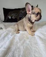 Carter, a male French Bulldog for sale in Oneida, TN – 5 of 6