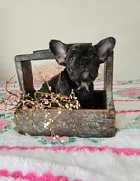 Kitty, a female French Bulldog for sale in Oneida, TN – 2 of 4