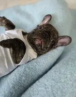 Wyatt, a male French Bulldog for sale in Oneida, TN – 4 of 4
