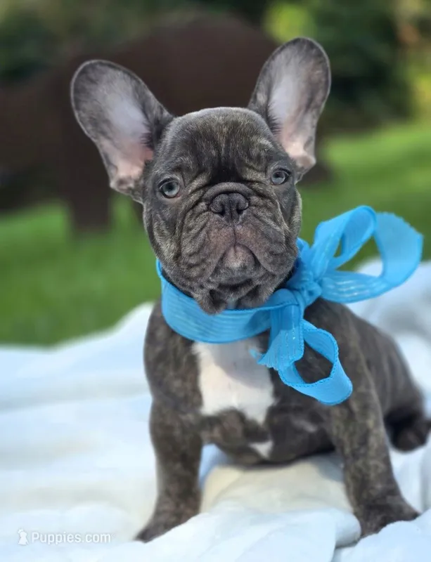 Wyatt – French Bulldog puppy for sale in Oneida, TN