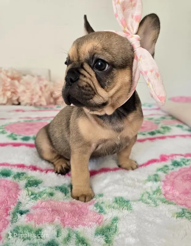 Oakley – French Bulldog puppy for sale in Oneida, TN