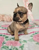 Oakley, a female French Bulldog for sale in Oneida, TN – 1 of 5