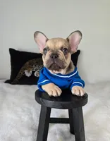 Carter, a male French Bulldog for sale in Oneida, TN – 3 of 6