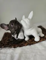 Wyatt, a male French Bulldog for sale in Oneida, TN – 3 of 4