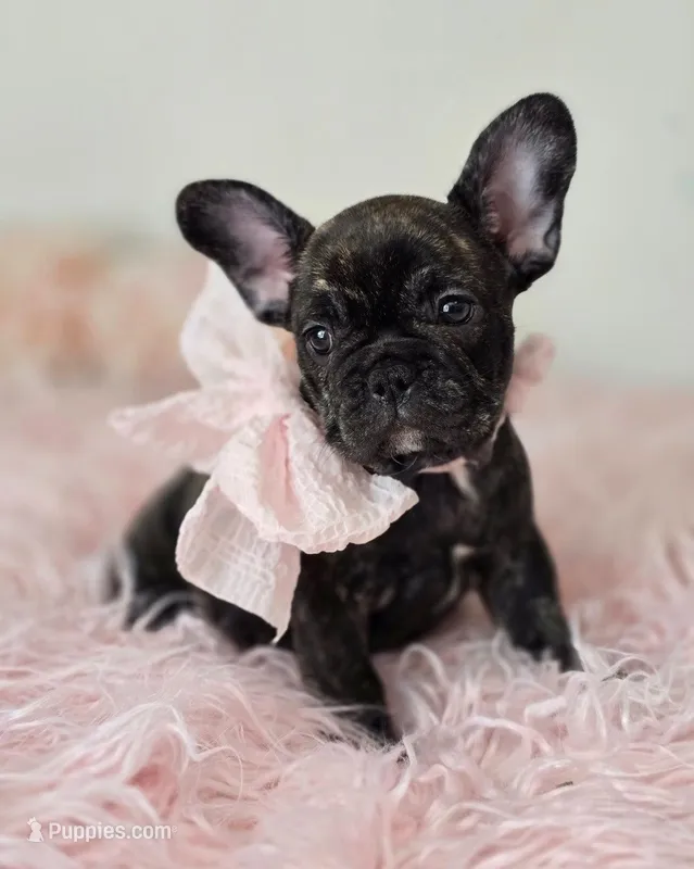 Kitty – French Bulldog puppy for sale in Oneida, TN
