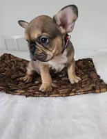 Nash, a male French Bulldog for sale in Oneida, TN – 3 of 5