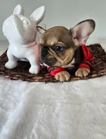 Nash, a male French Bulldog for sale in Oneida, TN – 2 of 5