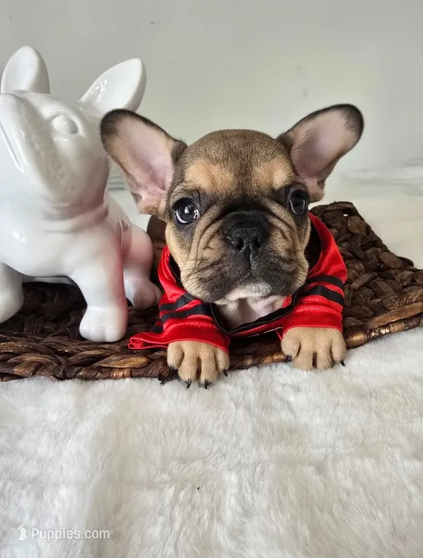 Nash – French Bulldog puppy for sale in Oneida, TN