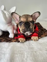 Nash, a male French Bulldog for sale in Oneida, TN – 1 of 5
