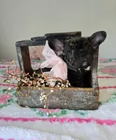 Kitty, a female French Bulldog for sale in Oneida, TN – 3 of 4