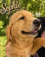 Sophie, a female Golden Retriever for sale in Brooksville, FL – 6 of 9