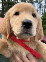 Maisie, a female Golden Retriever for sale in Brooksville, FL – 5 of 5