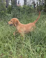 Sophie, a female Golden Retriever for sale in Brooksville, FL – 4 of 9