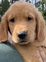 Oakley, a male Golden Retriever for sale in Brooksville, FL – 4 of 6