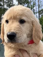 Honey, a female Golden Retriever for sale in Brooksville, FL – 5 of 6
