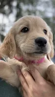 Willow, a female Golden Retriever for sale in Brooksville, FL – 3 of 4