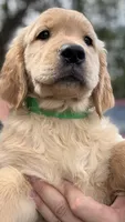 Bella, a female Golden Retriever for sale in Brooksville, FL – 2 of 6