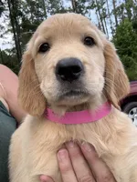 Ellie, a female Golden Retriever for sale in Brooksville, FL – 6 of 6