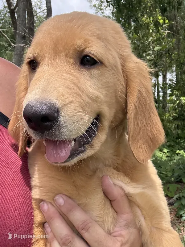 Sophie – Golden Retriever puppy for sale in Brooksville, FL