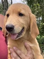 Sophie, a female Golden Retriever for sale in Brooksville, FL – 3 of 9